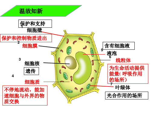 细胞的分裂和分化