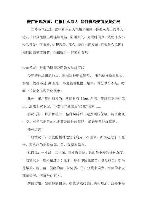 麦苗出现发黄、烂根什么原因 如何防治麦苗发黄烂根