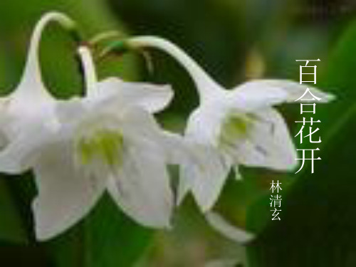 百合花开课件(2套)