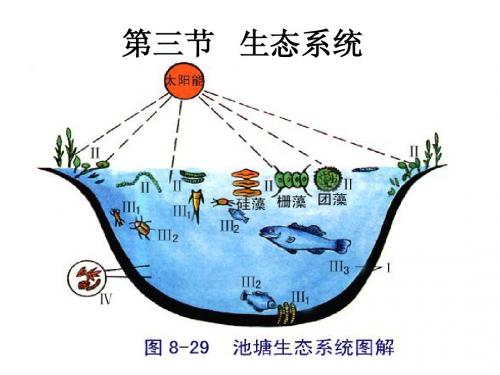 生物：8.3《生态系统》课件(新人教版必修3)