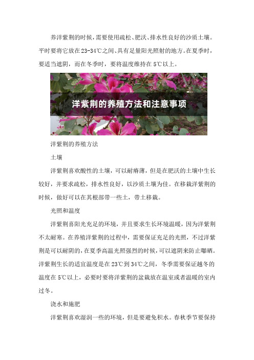 洋紫荆的养殖方法和注意事项