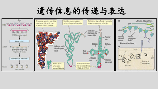 高考生物一轮复习： 基因的表达和对性状的控制