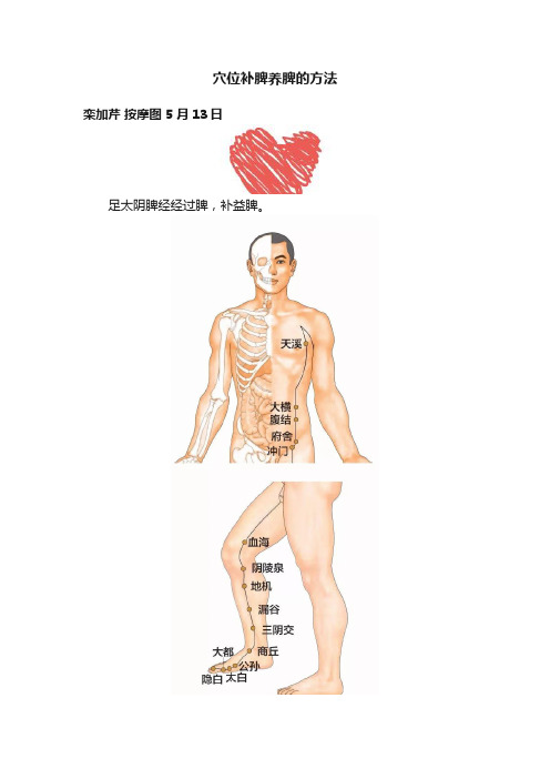 穴位补脾养脾的方法