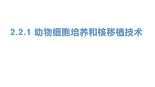 陕西省蓝田县前卫中学人教版高中生物选修三课件：221动物细胞培养和核移植技术(共21张PPT)