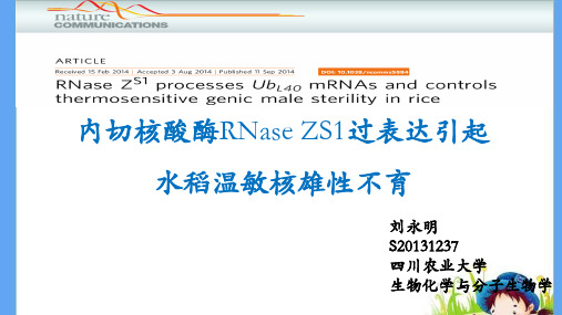 水稻温敏雄性不育