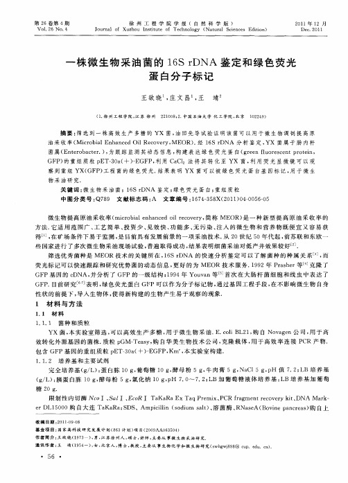 一株微生物采油菌的16S rDNA鉴定和绿色荧光蛋白分子标记