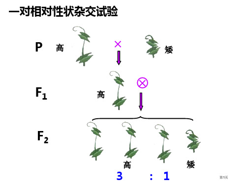 生物必修2——分离定律省公开课一等奖全国示范课微课金奖PPT课件