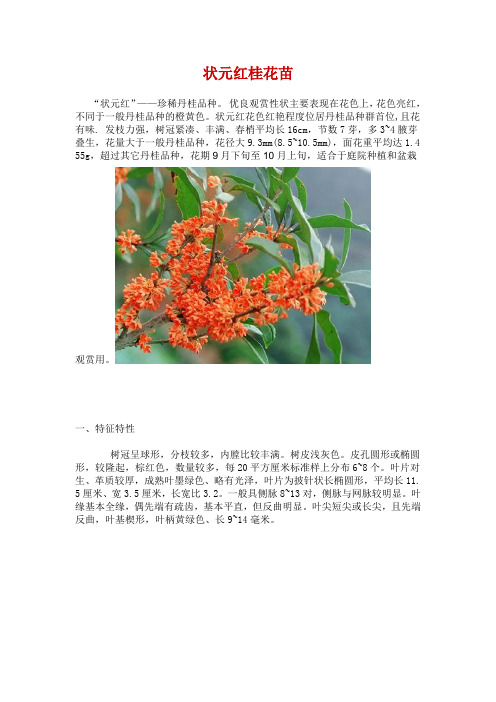 状元红桂花树