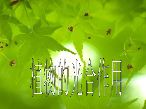 《植物的光合作用》PPT课件