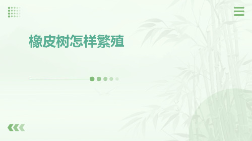 橡皮树怎样繁殖