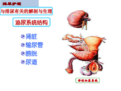 排尿护理概述