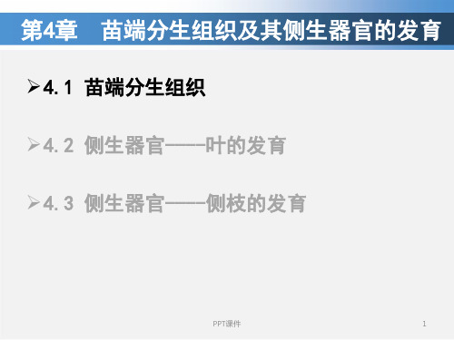 植物发育生物学--苗端分生组织及其侧生器官的发育  ppt课件