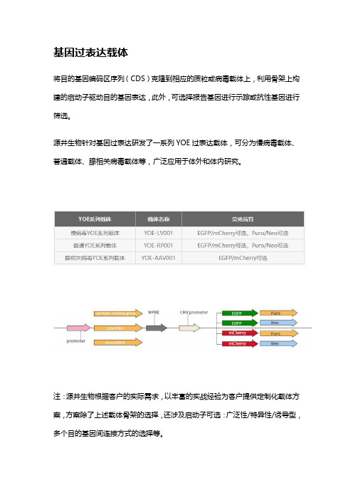 基因过表达载体流程图解