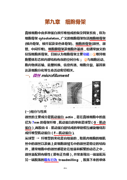 细胞生物学第九章细胞骨架