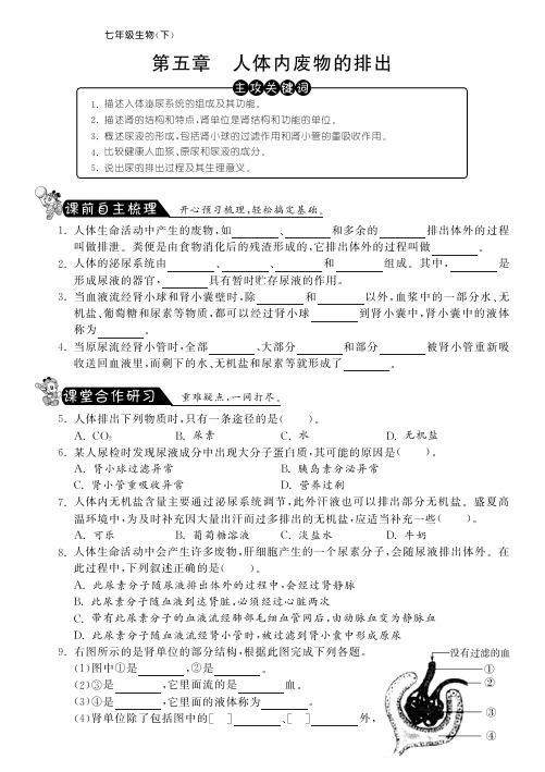 七年级生物下册 第五章 人体内废物的排出课课练(pdf) 新人教版