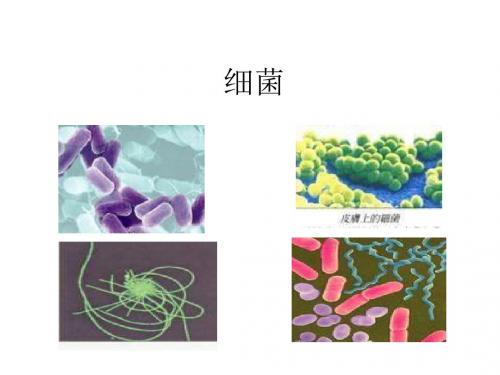 小学科学细菌和病毒课件