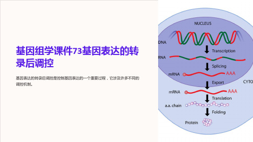 基因组学课件73基因表达的转录后调控