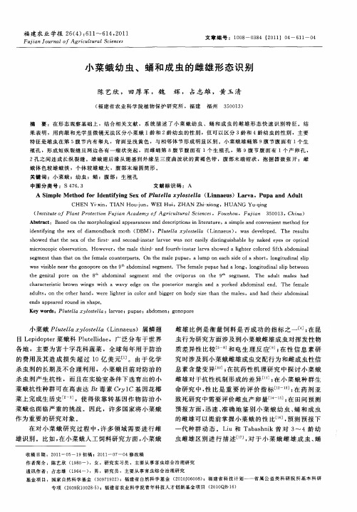 小菜蛾幼虫、蛹和成虫的雌雄形态识别