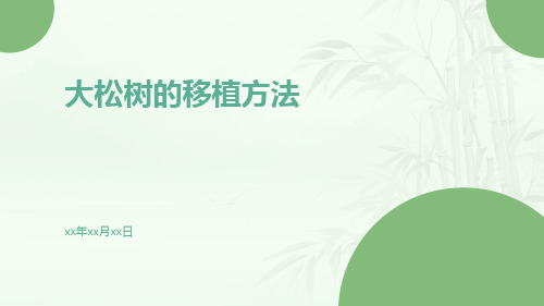 大松树的移植方法