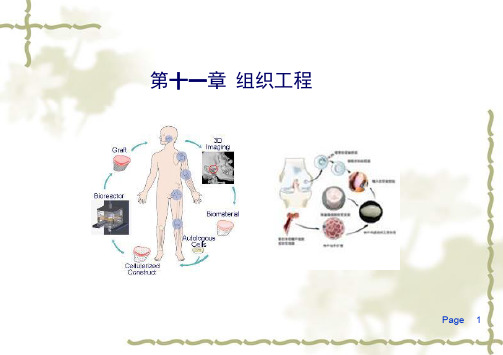 组织工程ppt课件