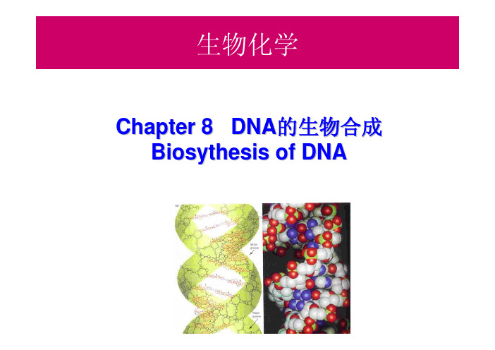 山东大学生物化学精品课程 08-1 DNA replication