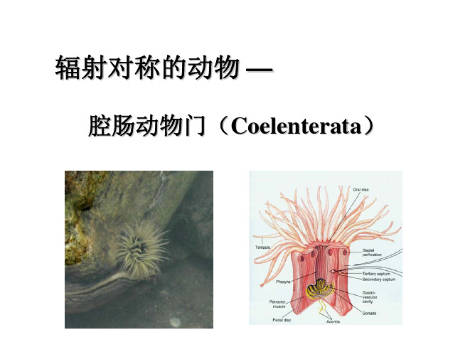 5腔肠动物-黑白