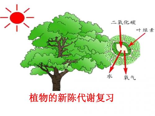 4、5课____植物的新陈代谢复习