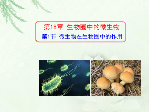 北师大版八年级生物上第五单元第18章 第一节微生物在生物圈中的作用教学课件 (共31张PPT)