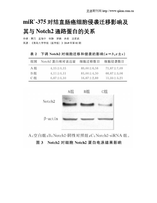 miR`-375对结直肠癌细胞侵袭迁移影响及其与Notch2通路蛋白的关系