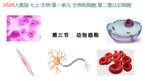 1.2.3  动物细胞  课件-2024-2025学年人教版生物七年级上册