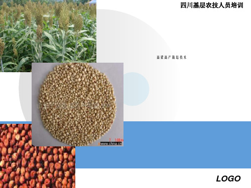 高粱高产栽培技术