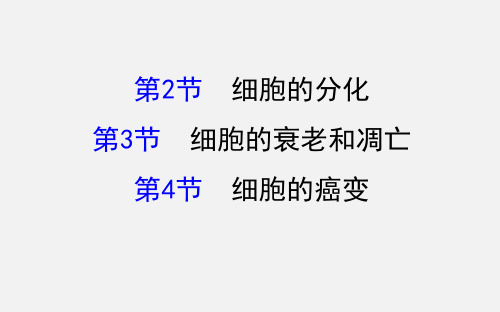 高考生物 一轮复习 第6章 细胞的生命历程 细胞的分化、细胞的衰老和凋亡、细胞的癌变 新人教必修1