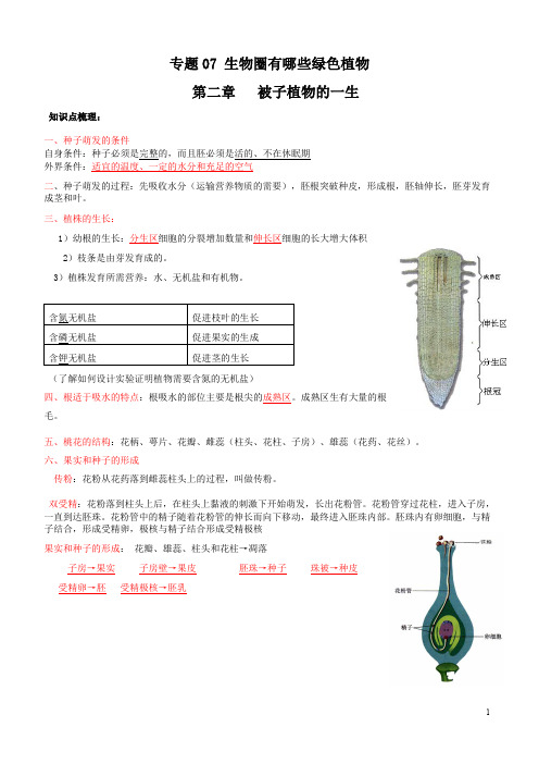 专题07 被子植物的一生(解析版)