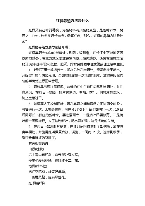 红枫养殖方法是什么