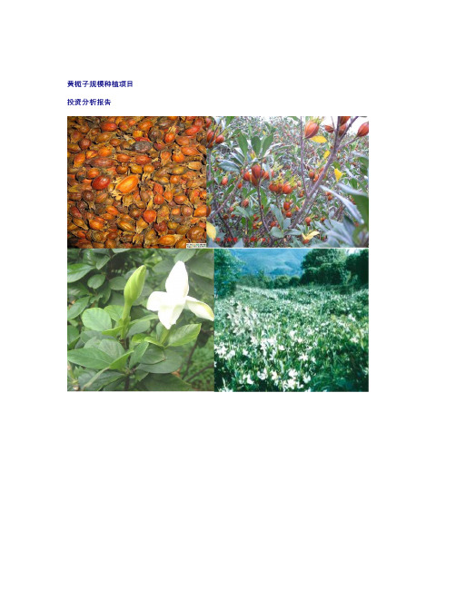 黄栀子种植投资分析