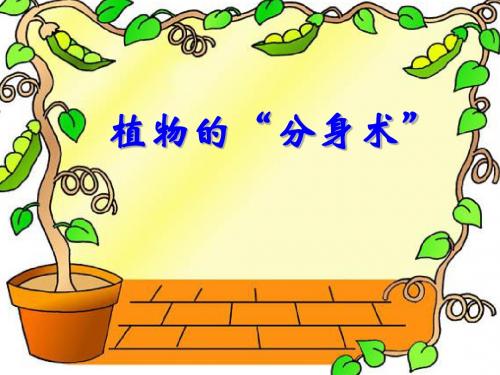 最新青岛版(六三制)小学科学五年级下册《植物的分身术》公开课课件1