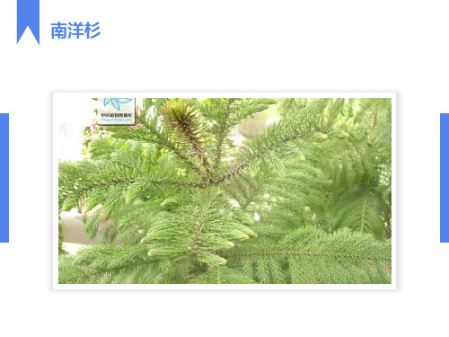 园林常用针叶植物