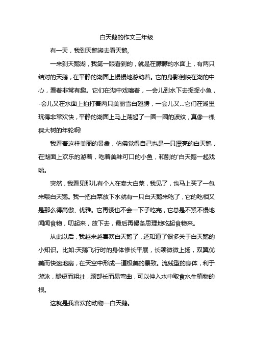 白天鹅的作文三年级