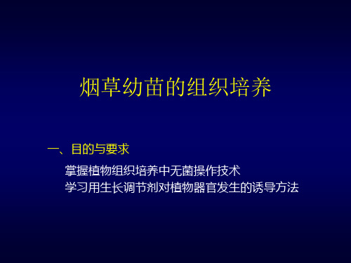 烟草幼苗的组织培养