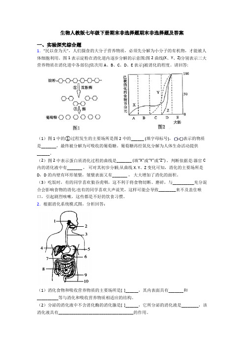 生物人教版七年级下册期末非选择题期末非选择题及答案