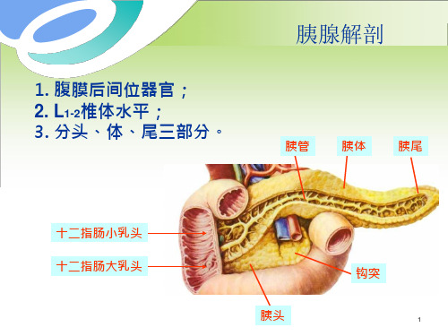 42_医学ppt课件胰腺癌的影像诊疗