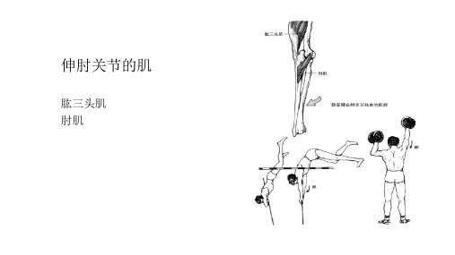 运动肘腕关节的肌肉