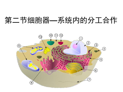 医学知识一《细胞器——系统内的分工合作》(共48张PPT)