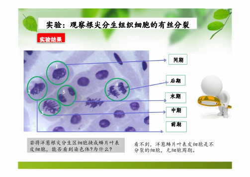 6.2细胞的分化 课件(共23张PPT)高一上学期生物人教版(2019)必修1