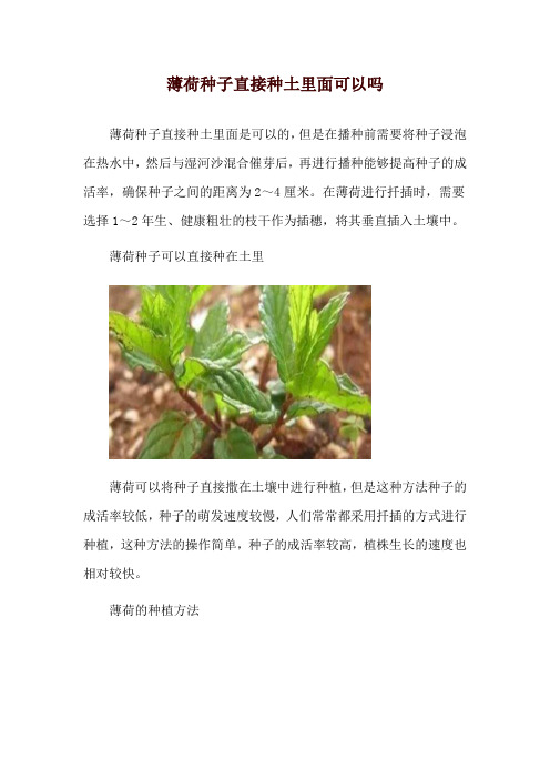 薄荷种子直接种土里面可以吗