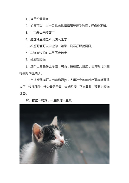 适合晒猫是发的文案