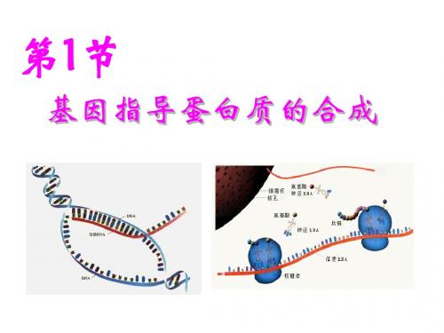 4.1 基因指导蛋白质的合成 第2课时 课件(人教版必修2)