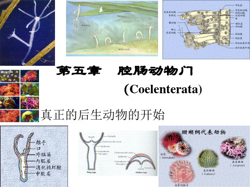 《动物学》教学课件：05 腔肠动物门