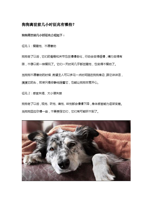 狗狗离世前几小时征兆有哪些