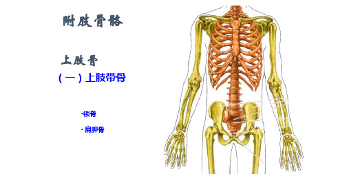 附肢骨骼概述